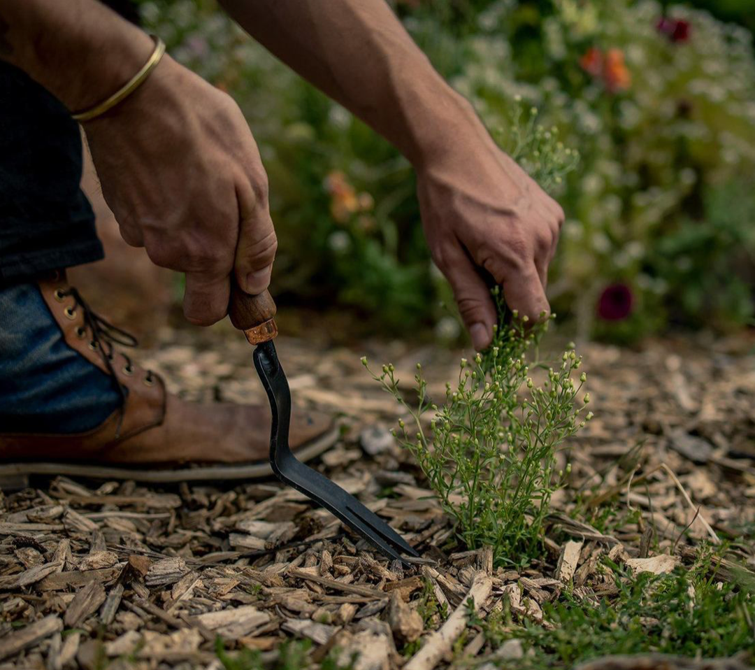 Dandelion Weeding Fork